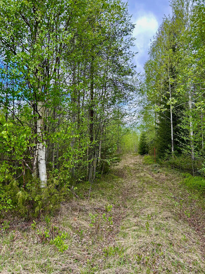 Skogen Skogen